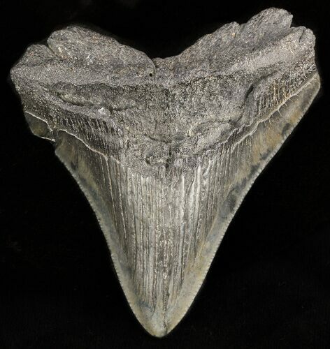 Bargain Megalodon Tooth - South Carolina #47237